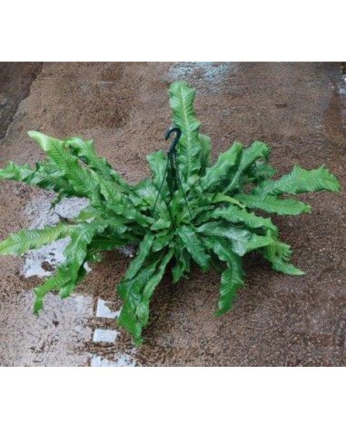 Asplenium microsorum cocodrilus c20               