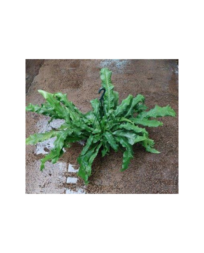 Asplenium microsorum cocodrilus c20               
