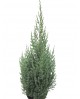 Junipero chinensis 3lt                            