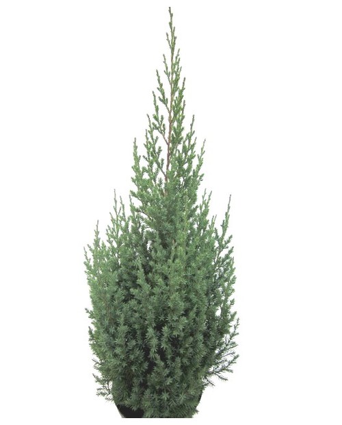 Junipero chinensis 3lt                            