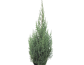 Juniperus chinensis 3lt                           