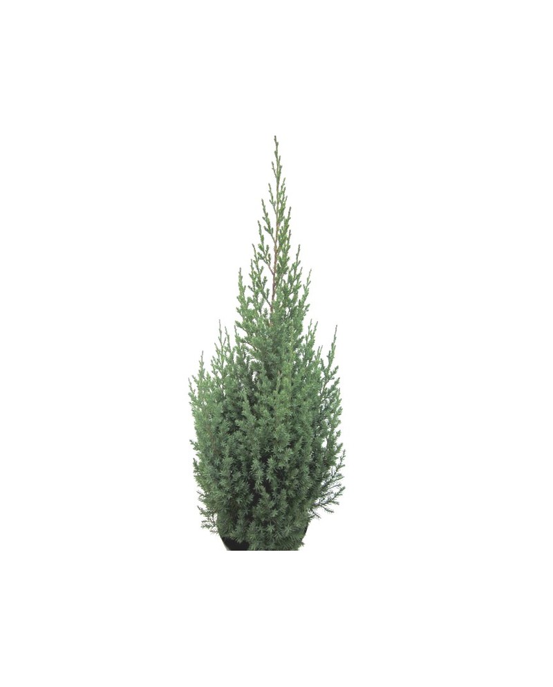 Junipero chinensis 3lt                            
