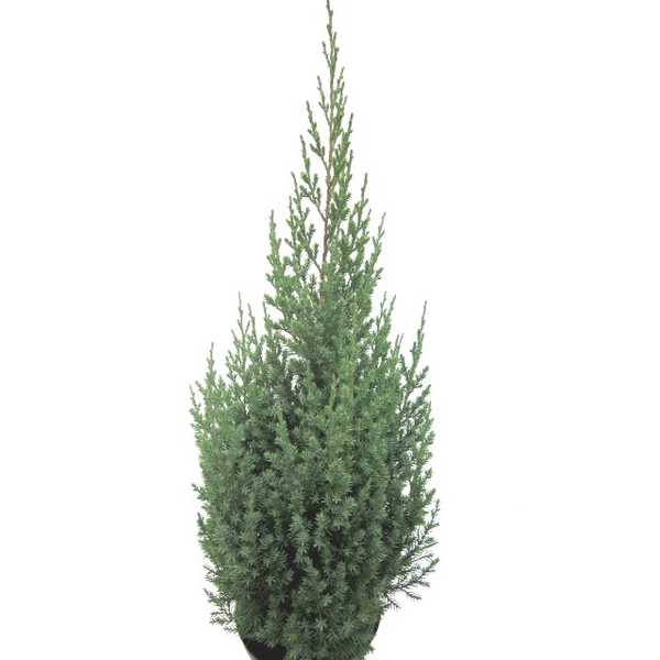 Juniperus chinensis 3lt                           