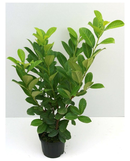 Laurocerasus rotun.90/100 5lt                     