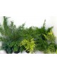 Juniperus rastrero mix 2.5lt 20/40                
