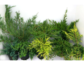 Juniperus rastrero mix 2.5lt 20/40                
