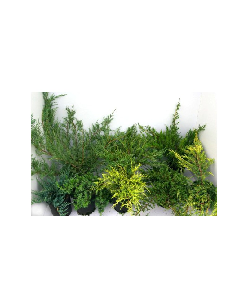 Junipero rastrero mix 2.5lt 20/40                 