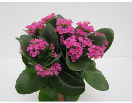 Kalanchoe 11                                      