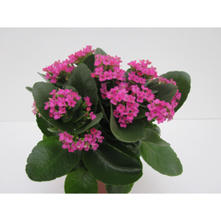 Kalanchoe 11                                      