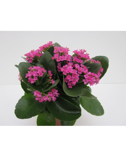 Kalanchoe 11                                      