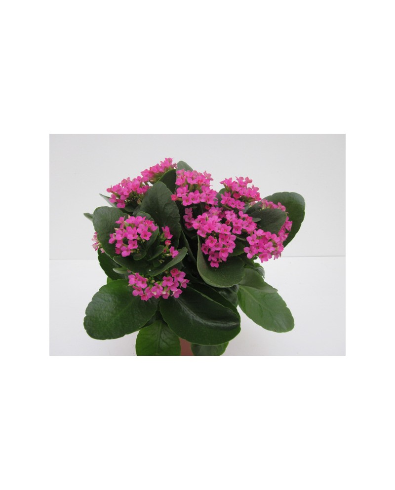 Kalanchoe 11                                      