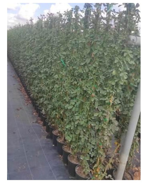 Rosal trepador m20 150/175cm                      