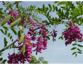 Robinia casque rouge 14/16 maceta                 
