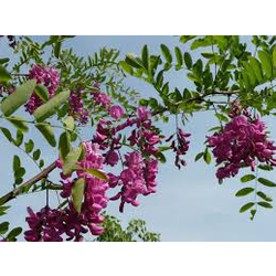 Robinia casque rouge 14/16 maceta                 