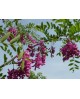 Robinia casque rouge 14/16 maceta                 
