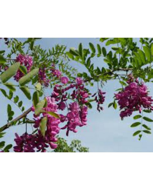 Robinia casque rouge 14/16 maceta                 
