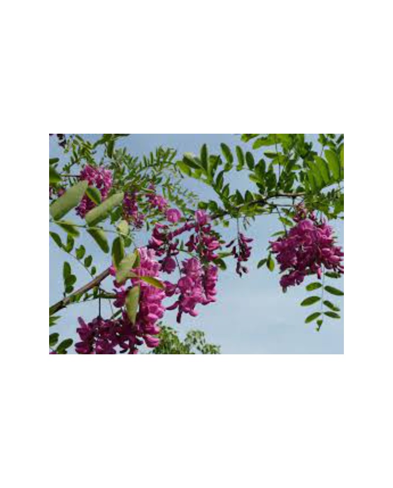 Robinia casque rouge 14/16 maceta                 