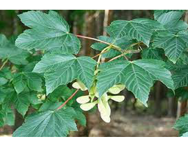 Acer pseudoplatanus 10/12 maceta                  