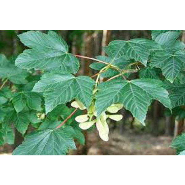 Acer pseudoplatanus 10/12 maceta                  