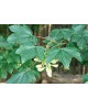 Acer pseudoplatanus 10/12 maceta                  