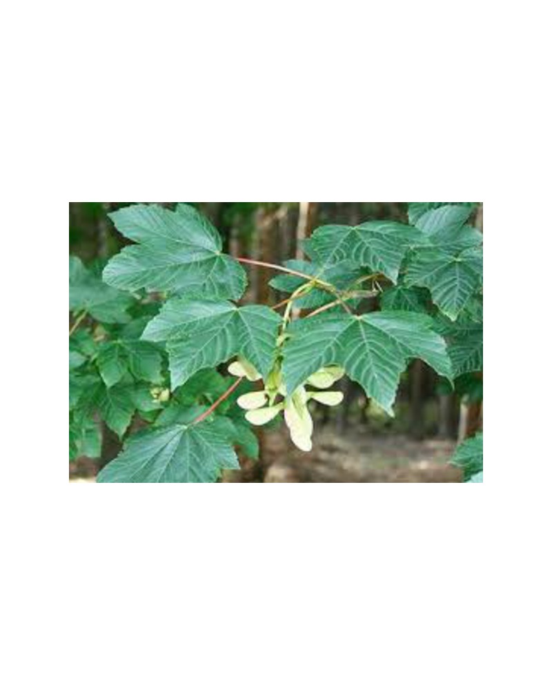 Acer pseudoplatanus 10/12 maceta                  