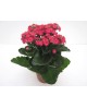 Kalanchoe calandiva 10                            