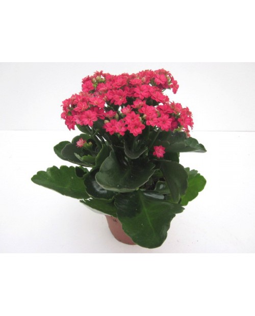 Kalanchoe calandiva 10                            