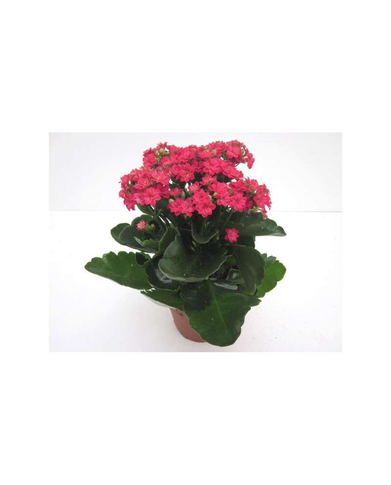 Kalanchoe calandiva 10                            