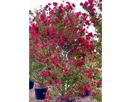 Lagerstroemia arbustiva 200/250                   