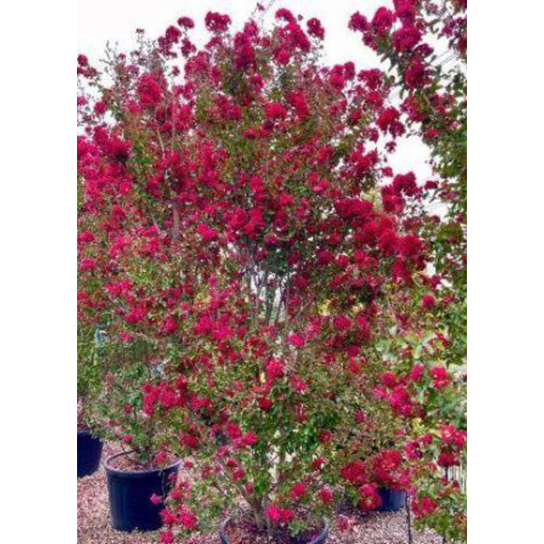 Lagerstroemia arbustiva 200/250                   