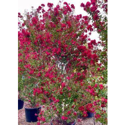 Lagerstroemia arbustiva 200/250                   