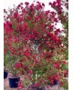 Lagerstroemia arbustiva 200/250                   