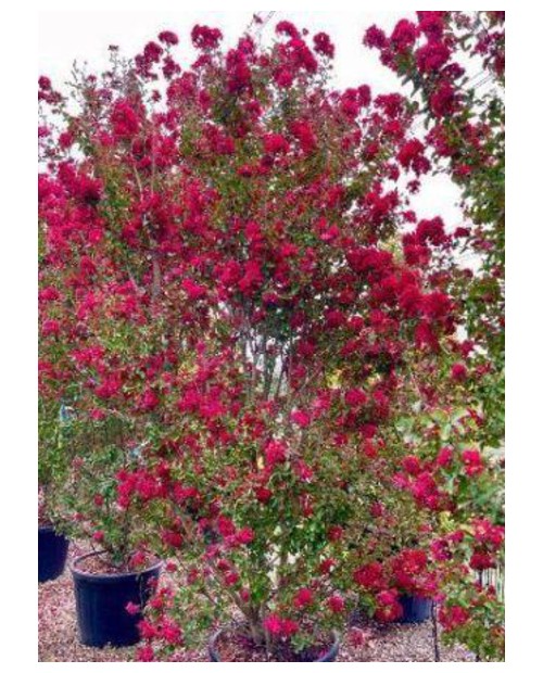 Lagerstroemia arbustiva 200/250                   