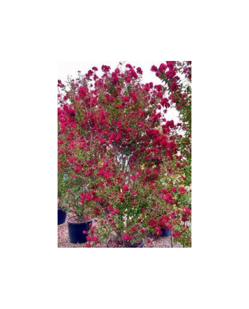 Lagerstroemia arbustiva 200/250                   
