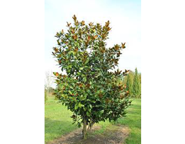 Magnolia grandiflora 250/300 ES/09/250008         