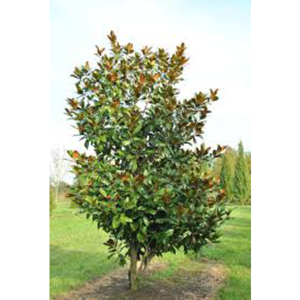 Magnolia grandiflora 250/300 ES/09/250008         