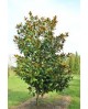 Magnolia grandiflora 250/300 ES/09/250008         
