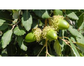 Quercus suber 12/14 maceta                        