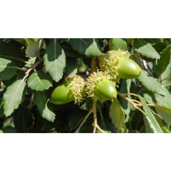 Quercus suber 12/14 maceta                        
