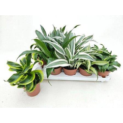 Dracaena mix m12                                  