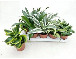 Dracaena mix m12                                  