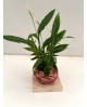 Spathiphyllum mini Rattan + madera                
