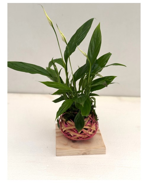 Spathiphyllum mini Rattan + madera                