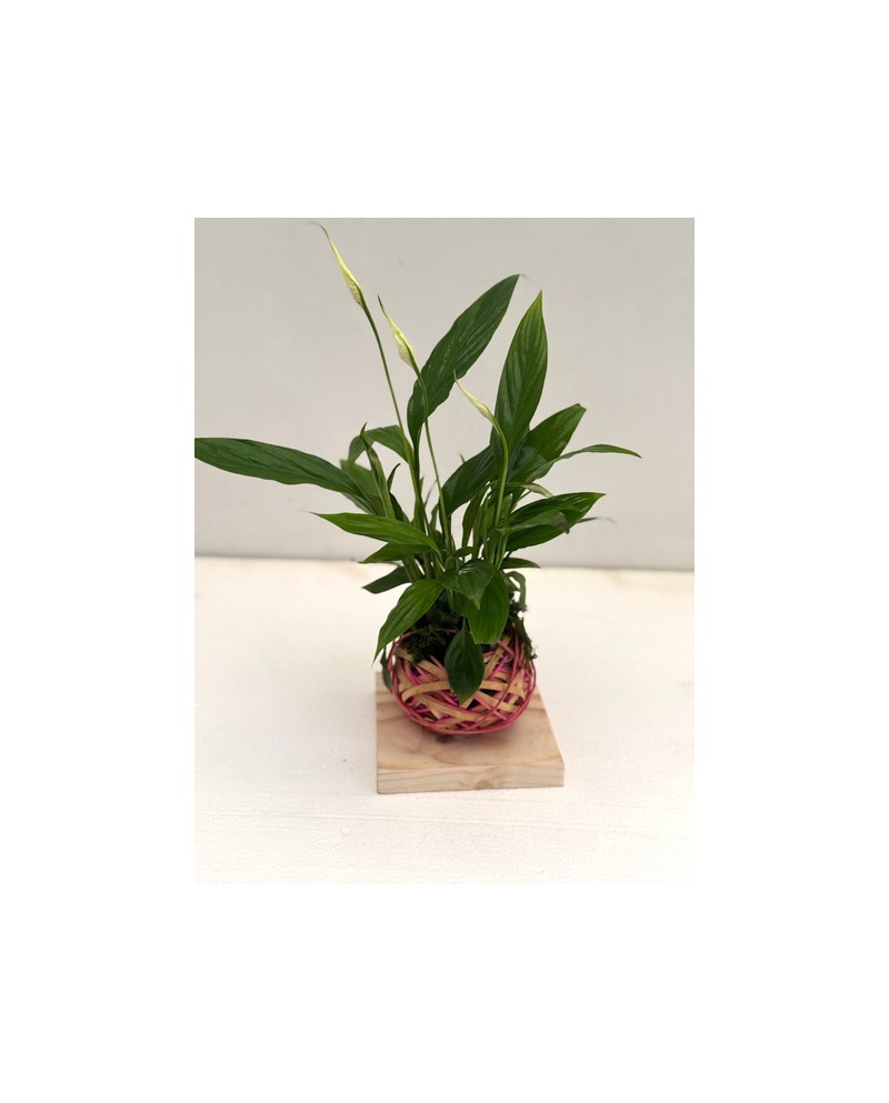 Spathiphyllum mini Rattan + madera                