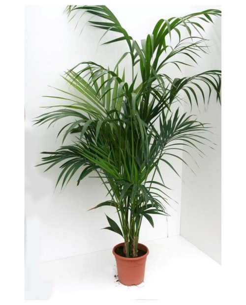 Kentia m21 130/150cm                              