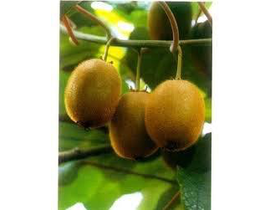 Kiwi autofertil herma m16                         