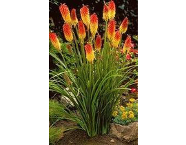Kniphofia uvaria flamenco 2lt                     