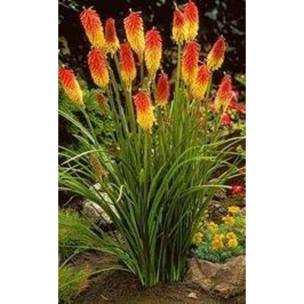 Kniphofia uvaria flamenco 2lt                     