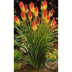 Kniphofia uvaria flamenco 2lt                     