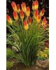 Kniphofia uvaria flamenco 2lt                     